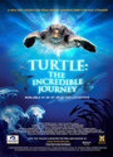海龟：奇妙之旅